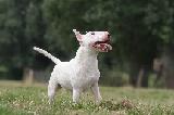 BULL TERRIER MINIATURE